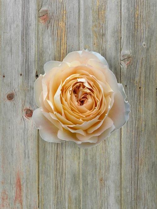 CARAMEL ANTIKE  CREAM GARDEN ROSE